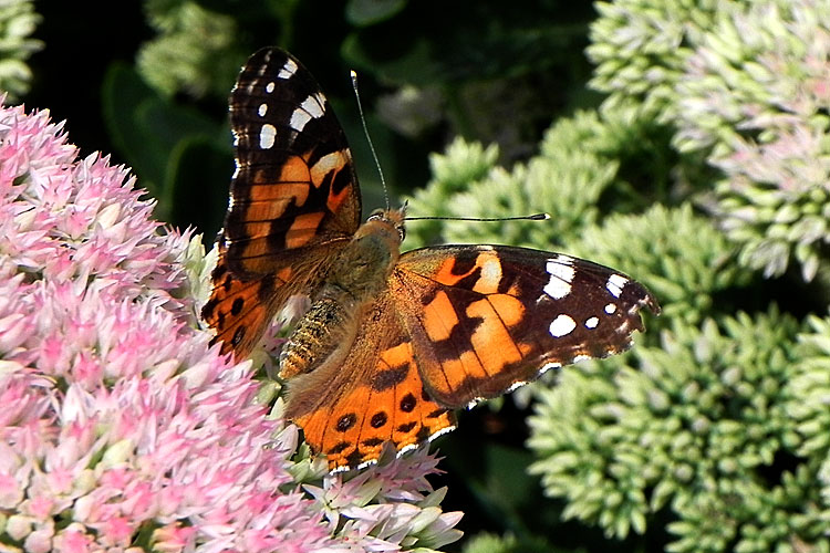 Painted Lady Butterfly at Bayside