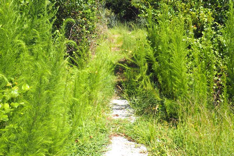 The trail into the marshy area at Live Bayside.